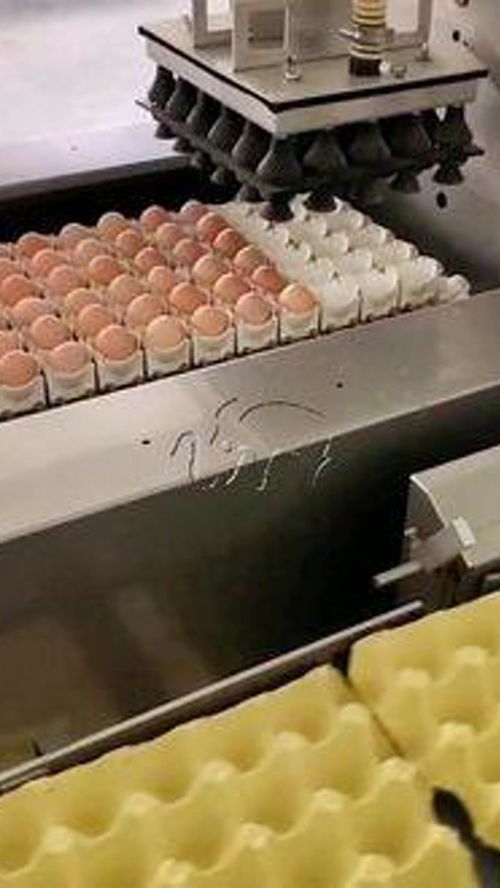 雞蛋自動(dòng)擺盤流水線 雞蛋 養(yǎng)雞廠 食品機(jī)械設(shè)備 自動(dòng)化生產(chǎn)線